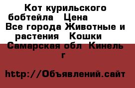 Кот курильского бобтейла › Цена ­ 5 000 - Все города Животные и растения » Кошки   . Самарская обл.,Кинель г.